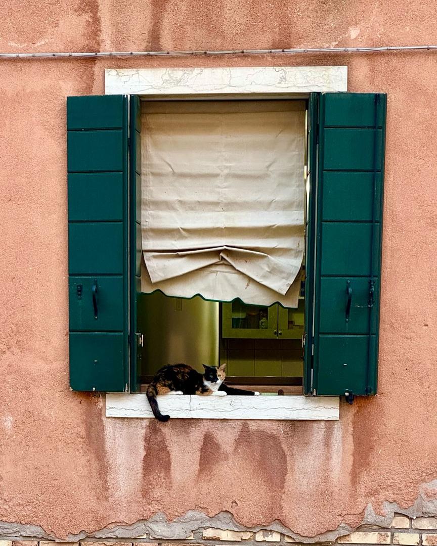 Pembe duvarda yeşil panjurlu pencere ve pervazda bir kedi